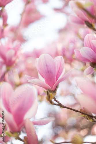Spring floral background with magnolia flowers © Olha Sydorenko