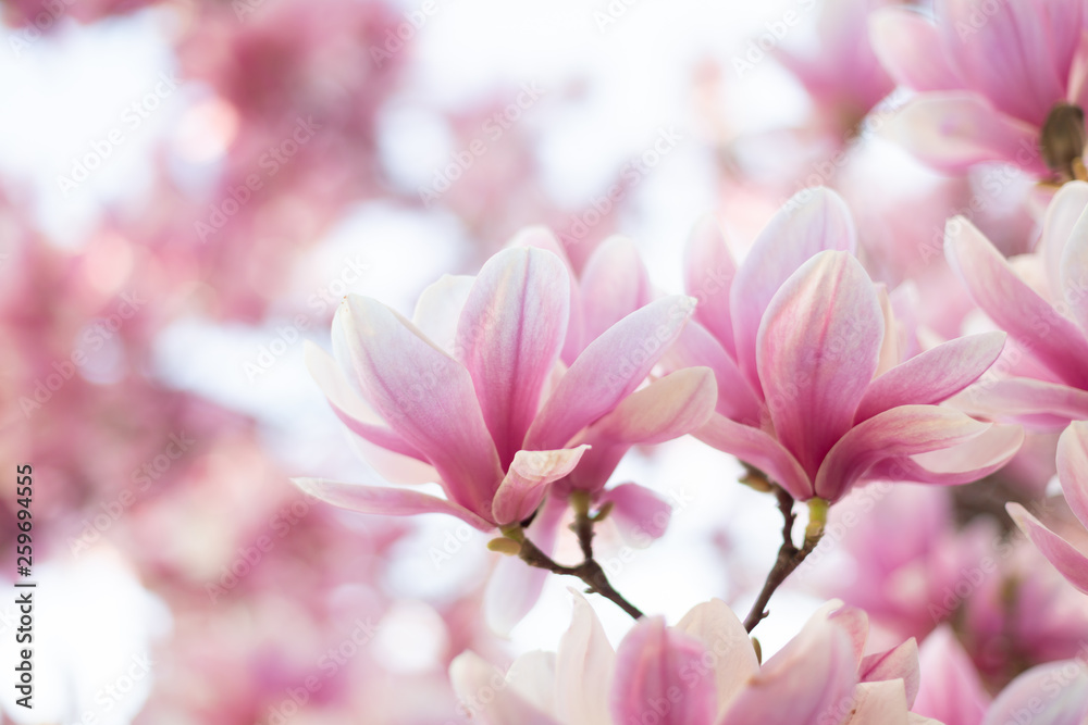 Close up of pastel colors magnolia flower. Springtime nature background