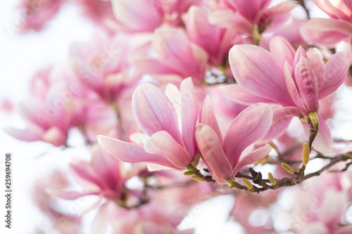 Magnolia flowers spring blossom background © Olha Sydorenko