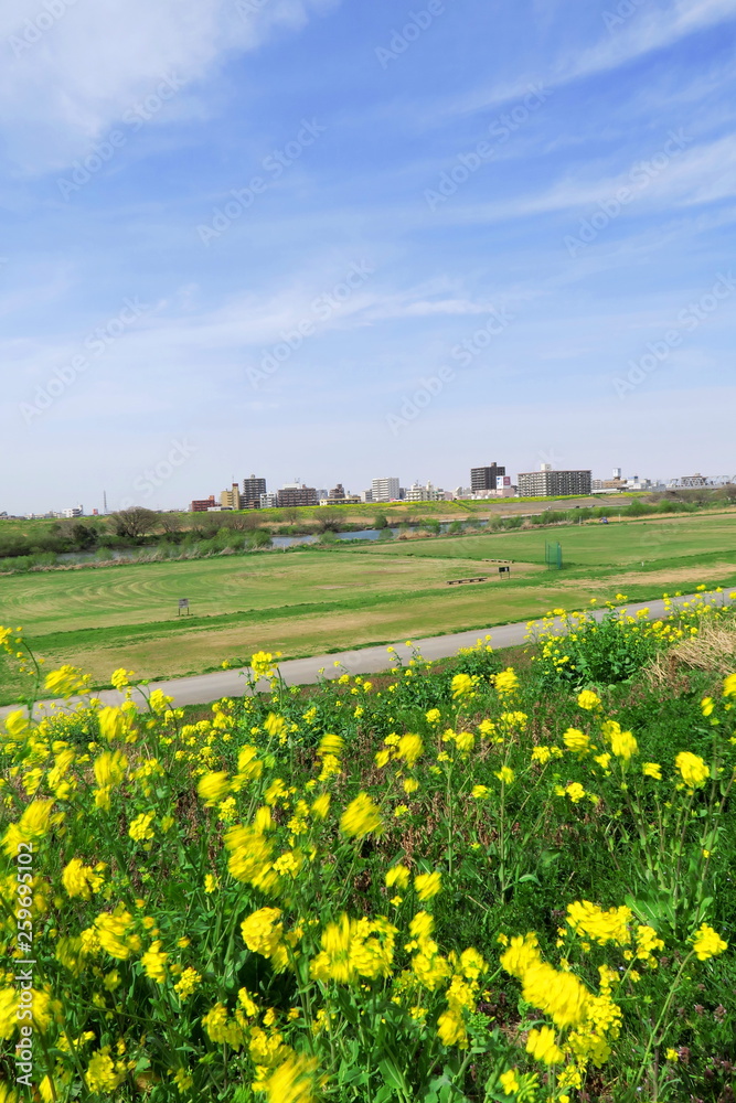 菜の花咲く土手の上から見る春の江戸川河川敷風景