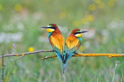 Photos Couple of bee-eaters on leafless branch