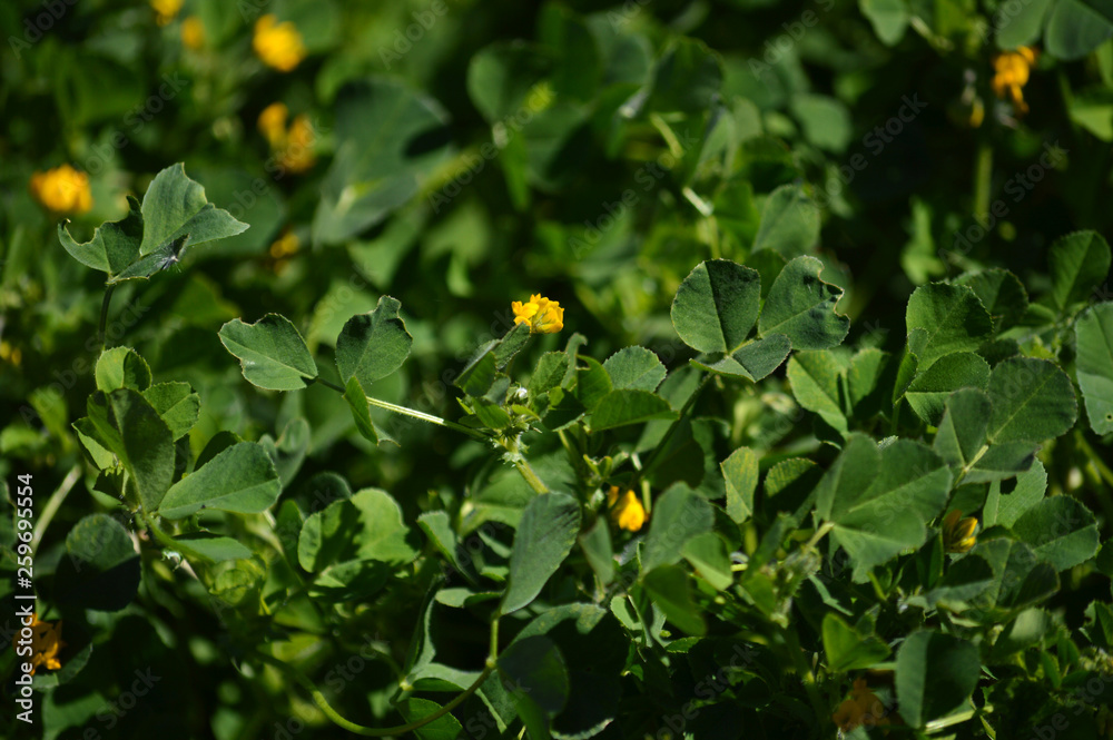 Close-up of a California Burclover in Bloom, Burr Medic, Medicago Polymorpha, Nature, Macro Close-up of a California Burclover in Bloom, Burr Medic, Medicago Polymorpha, Nature, Macro