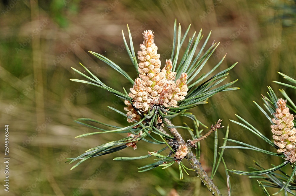 Baum Baum