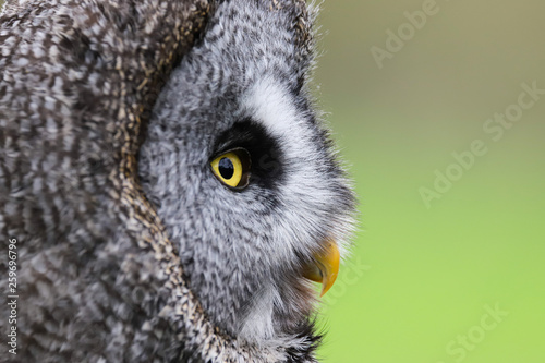 A close up portrait of the face of a Great Grey Owl (Strix nebulosa) © Helen Davies