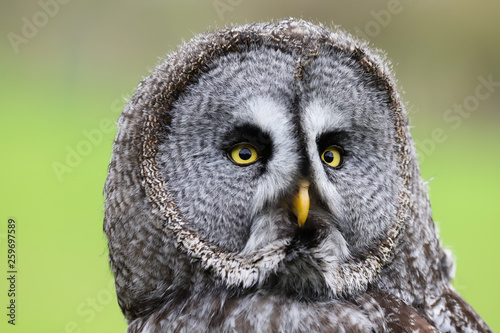A close up portrait of the face of a Great Grey Owl (Strix nebulosa)