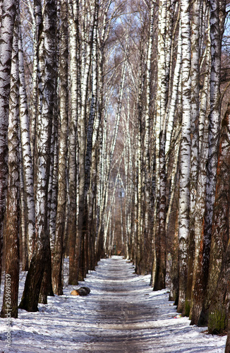 retreating up the trunks of trees