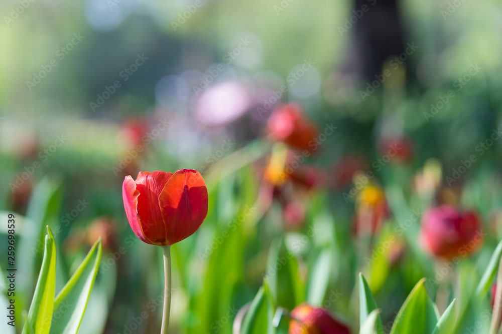 Fototapeta premium Beautiful red tulip in the garden on green tree tulips background,
