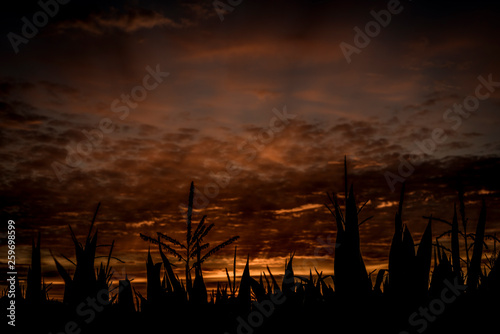 Sonnenuntergang im Feld