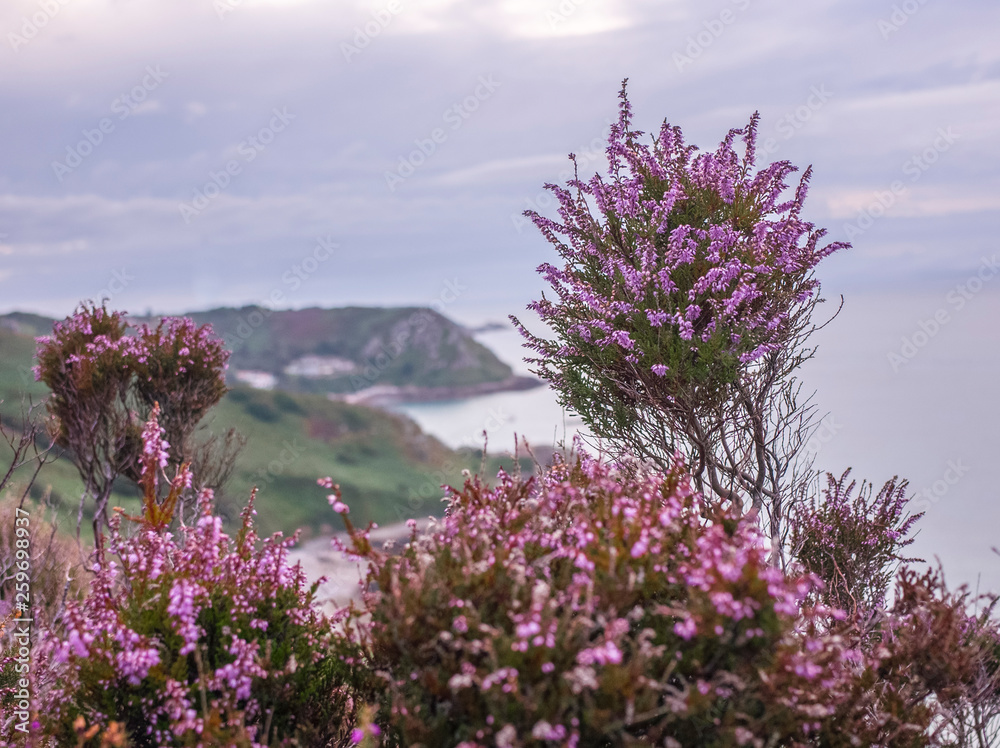 Jersey, Channel Islands- Purple heather on the northern rocky coastline Jersey, Channel Islands- Purple heather on the northern rocky coastline