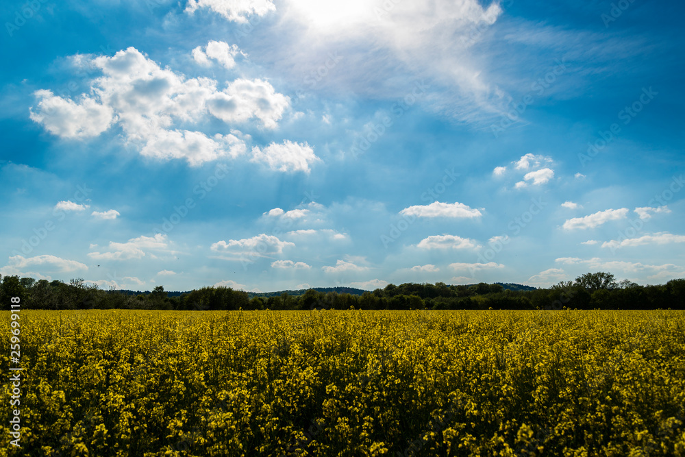 Field in summer Field in summer