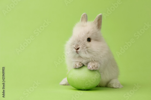 Easter bunny with egg on green background