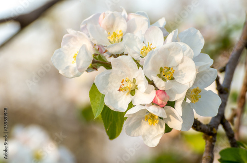 Spring blossoms of blooming apple tree in springtime.