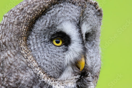 A close up portrait of the face of a Great Grey Owl (Strix nebulosa)