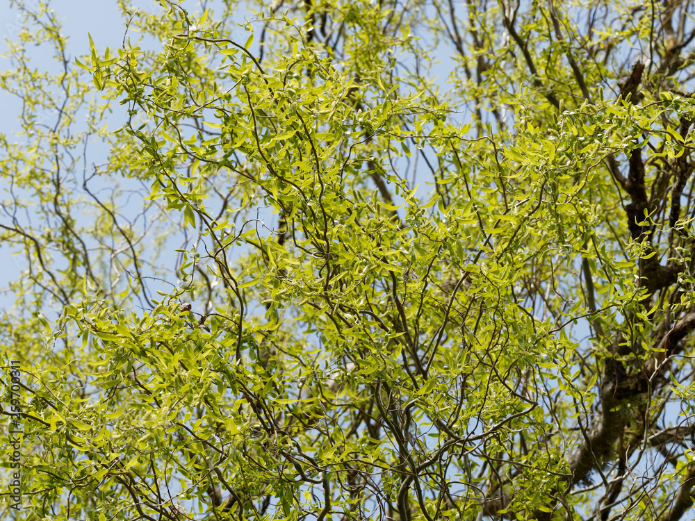 Salix matsudana 'Tortuosa' - Feuillage printanier du saule de Pékin tortueux Salix matsudana 'Tortuosa' - Feuillage printanier du saule de Pékin tortueux