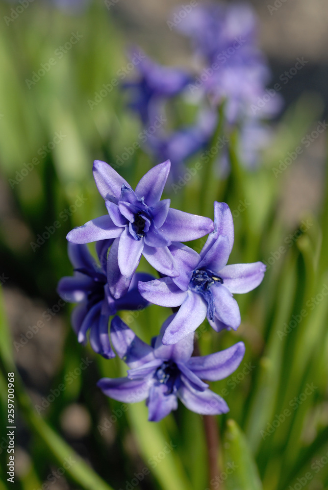 Crocus flowers on the grass closeup. Shallow depth of field Crocus flowers on the grass closeup. Shallow depth of field