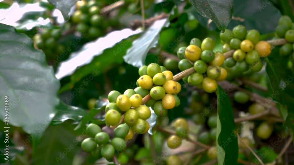 Coffee beans ripening on tree in North of thailand Coffee beans ripening on tree in North of thailand