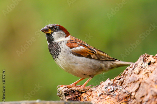 A male House Sparrow (Passer domesticus) perched on a branch. Taken in Cardiff, South Wales, UK