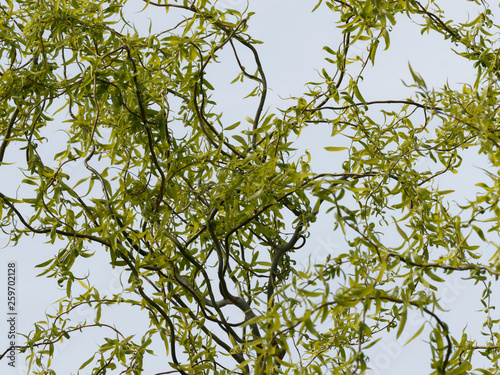 Obraz na plátně Salix matsudana 'Tortuosa' - Branches et feuillage printanier du saule de Pékin