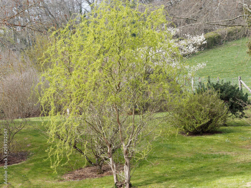 Salix matsudana 'Tortuosa' - Saule de Pékin tortueux au printemps Stock