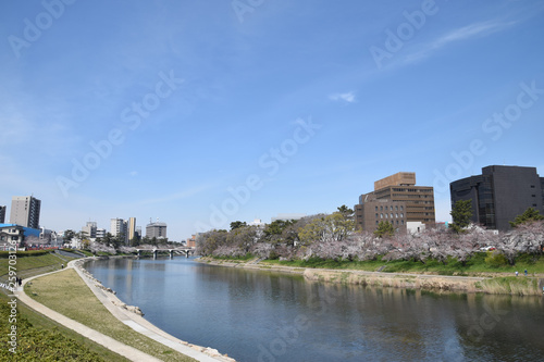 the riverfront with the row of cherry blossom trees / 桜並木のあるリバーフロント地域のパノラマビュー © the last orangutan