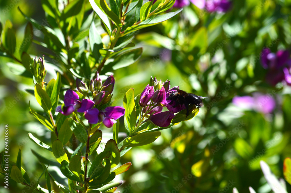 Close-up of Polygala Flowers with a Violet Carpenter Bee, Nature, Macro Close-up of Polygala Flowers with a Violet Carpenter Bee, Nature, Macro