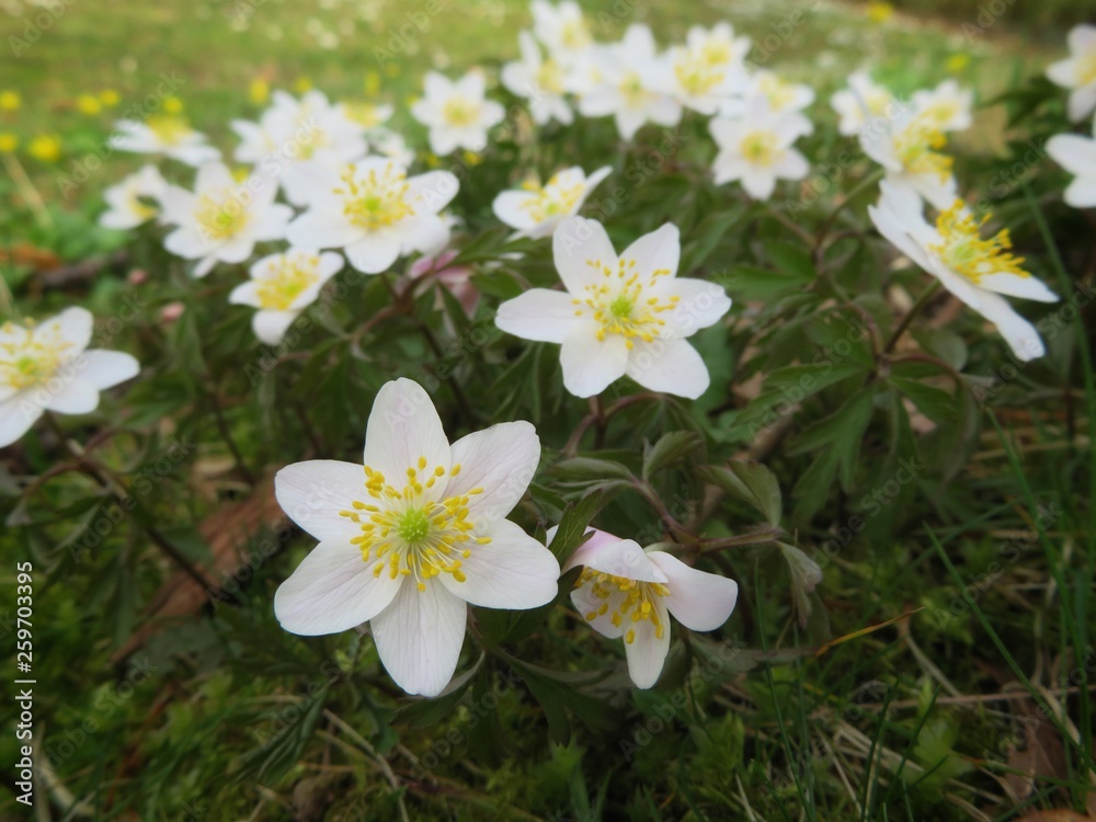 white windflowers in the forest white windflowers in the forest