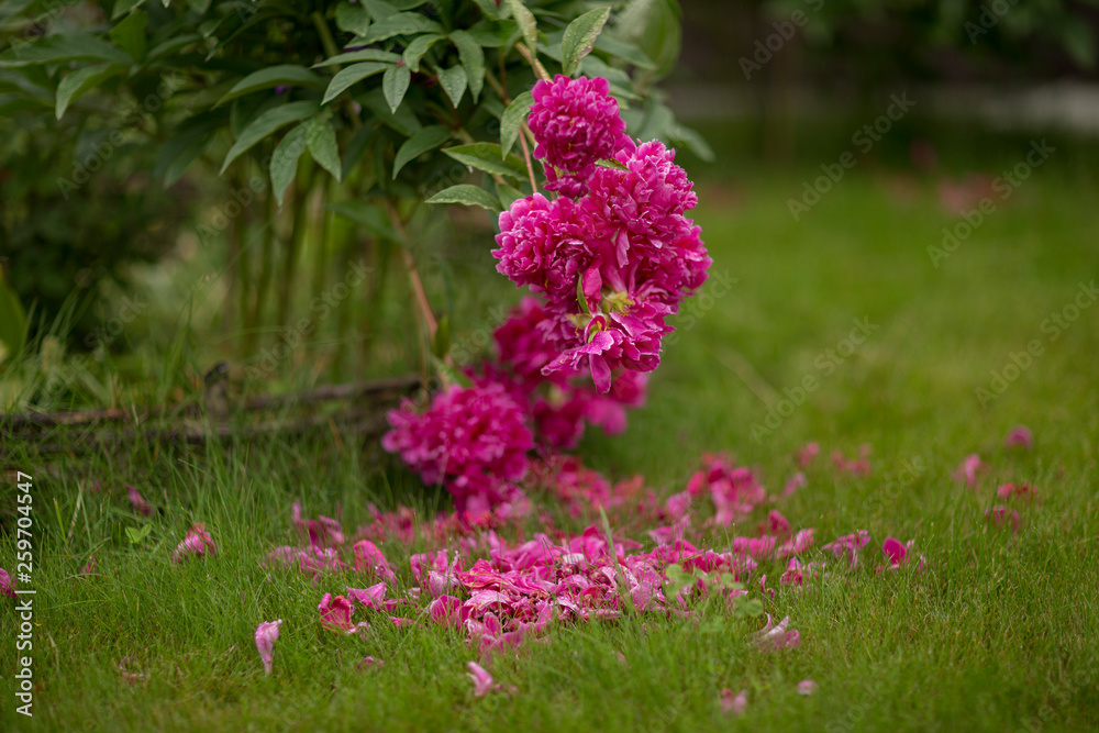 Obraz premium rose bush peony
