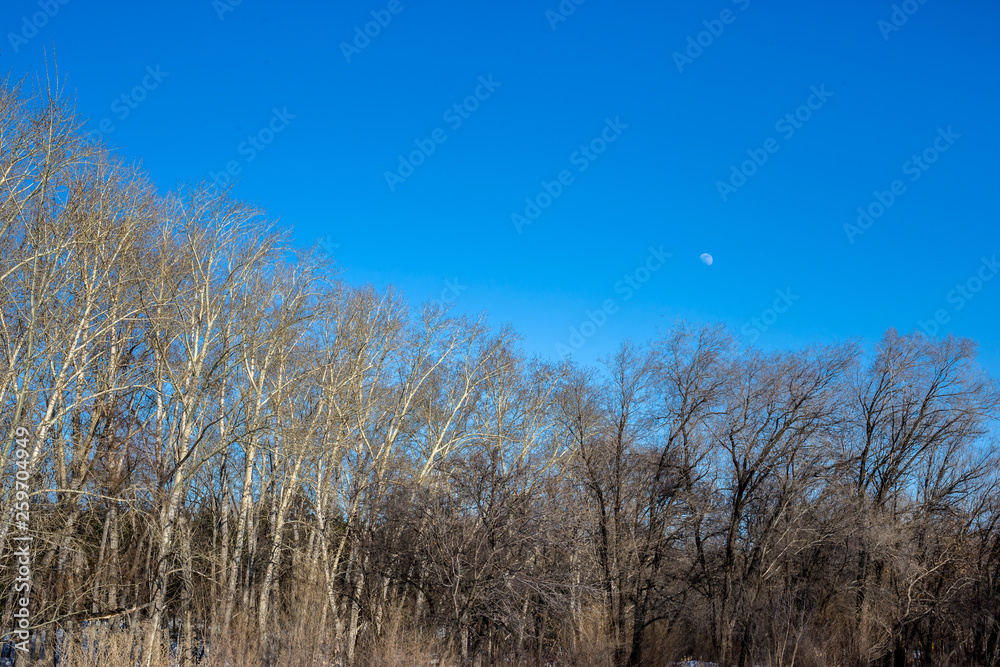 winter landscape with trees and blue sky winter landscape with trees and blue sky