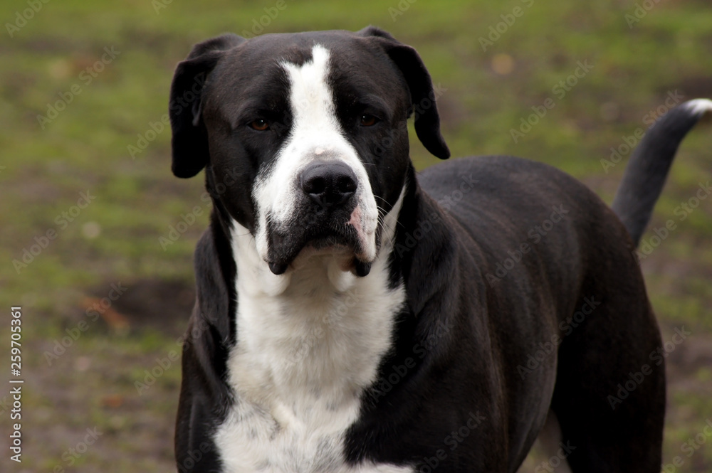 Schwarze Amerikanische Bulldogge blickt in die Kamera Schwarze Amerikanische Bulldogge blickt in die Kamera