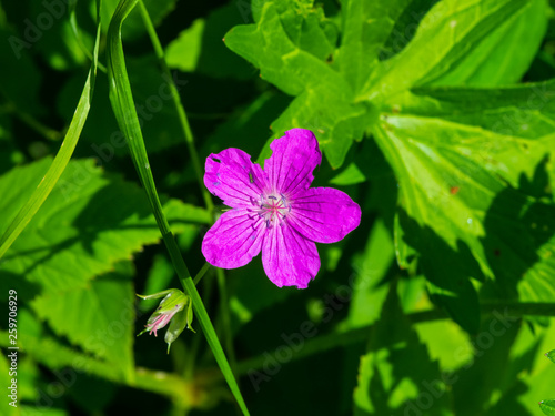 Flower of Wood cranesbill or Geranium sylvaticum with defocused background macro  selective focus  shallow DOF