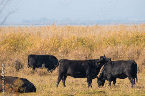 Angus Rinder auf der Weide © Christian