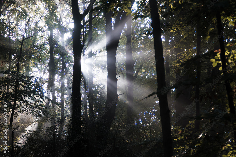 Obraz premium Sonnenstrahlen im Wald