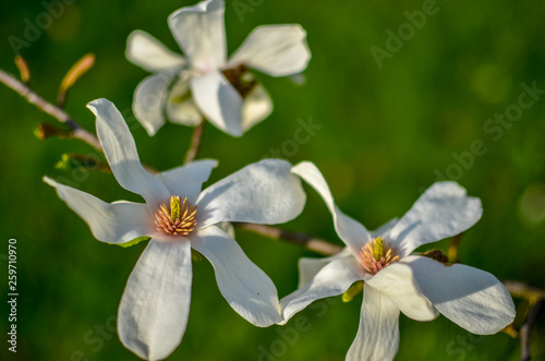 Closeup of white magnolia flower. natural floral spring