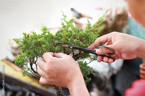 Making of bonsai trees. Handmade accessories wire and scissor bonsai, bonsai tools, stand of bonsai.