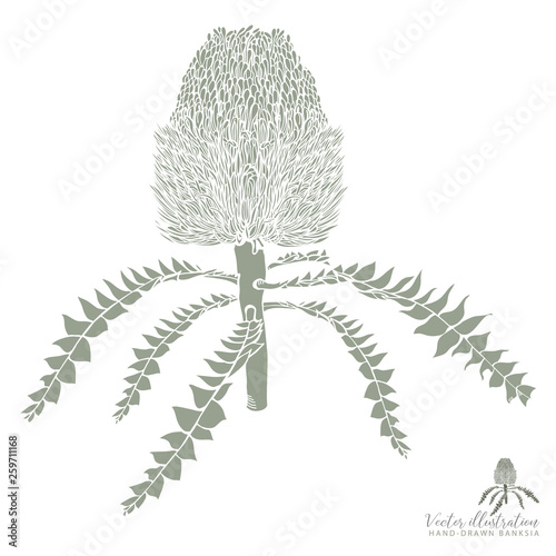Hand-drawn Banksia Vector Illustraiton in Olive Green