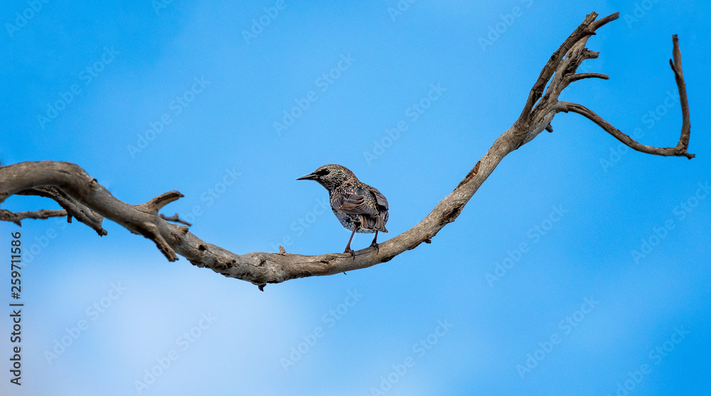 Common starling on a branch with a blue sky and white clouds background Common starling on a branch with a blue sky and white clouds background