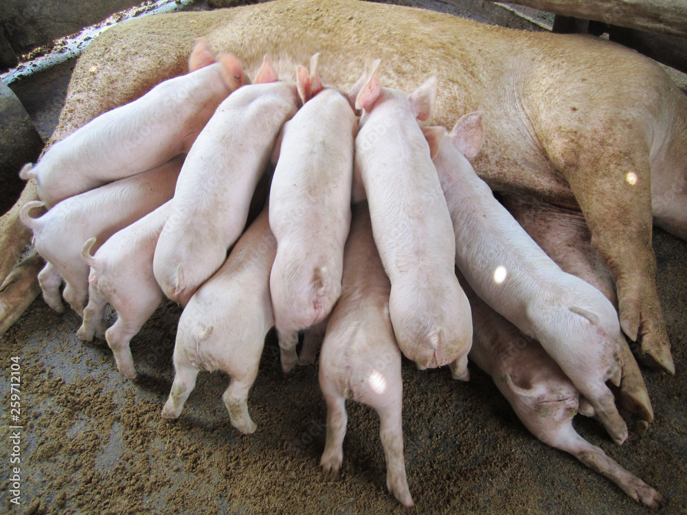 Pig and piglets in pig farm in Thailand. Pig and piglets in pig farm in Thailand.