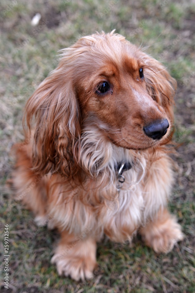 Cocker Spaniel