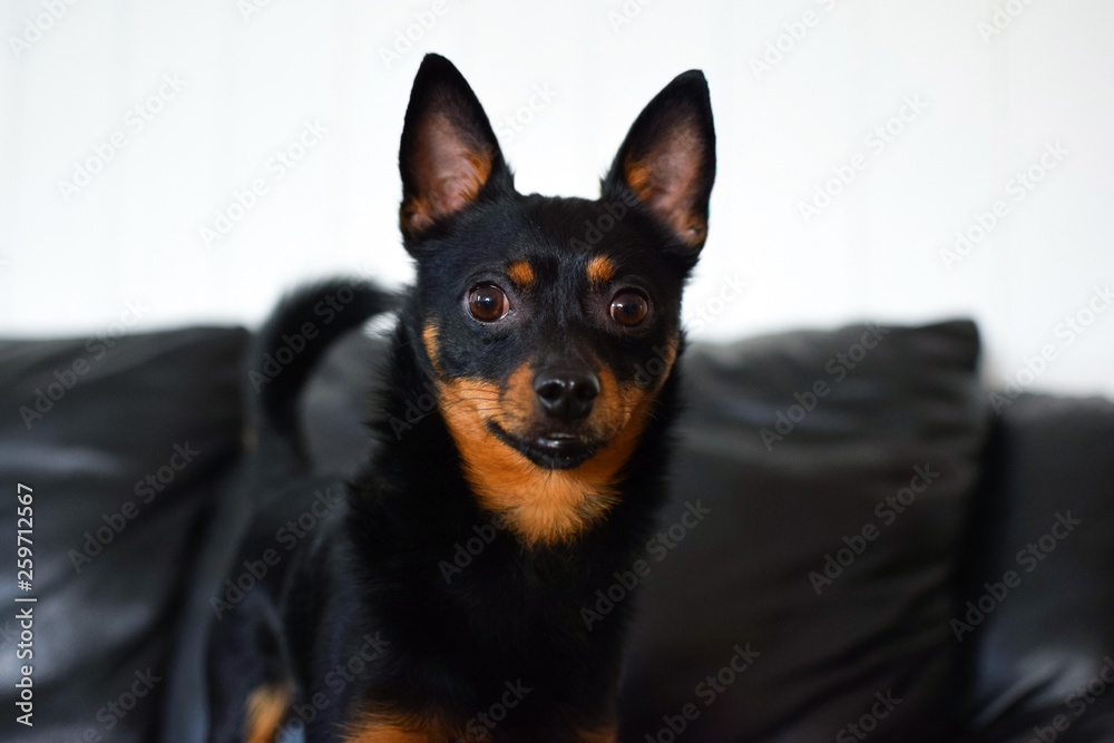 A small black dog is on the background of a black sofa. A small black dog is on the background of a black sofa.