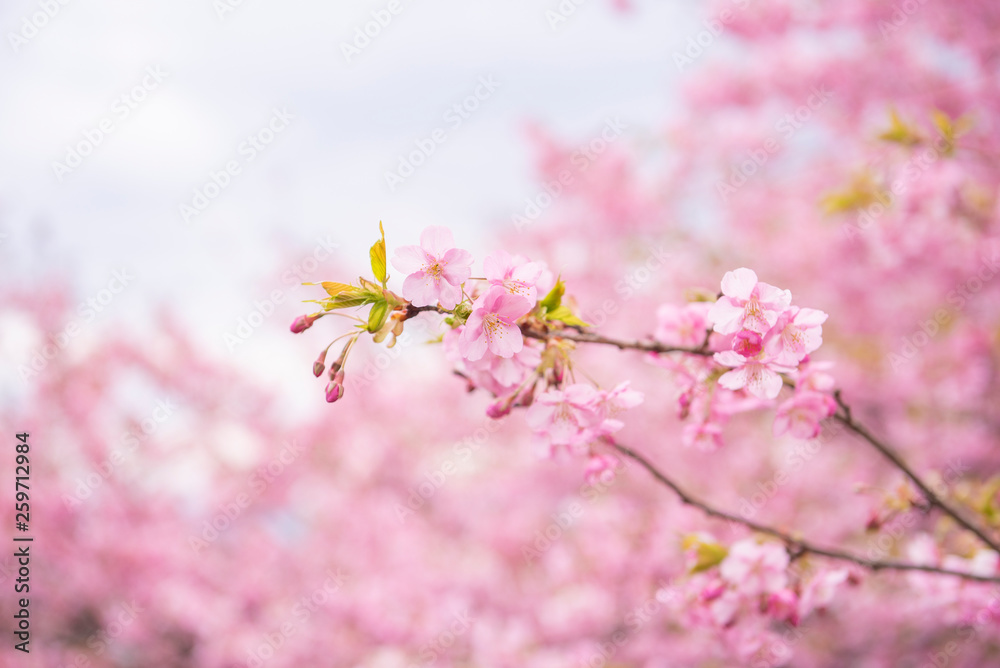 Beautiful Cherry Blossom in Matsuda , Japan Beautiful Cherry Blossom in Matsuda , Japan