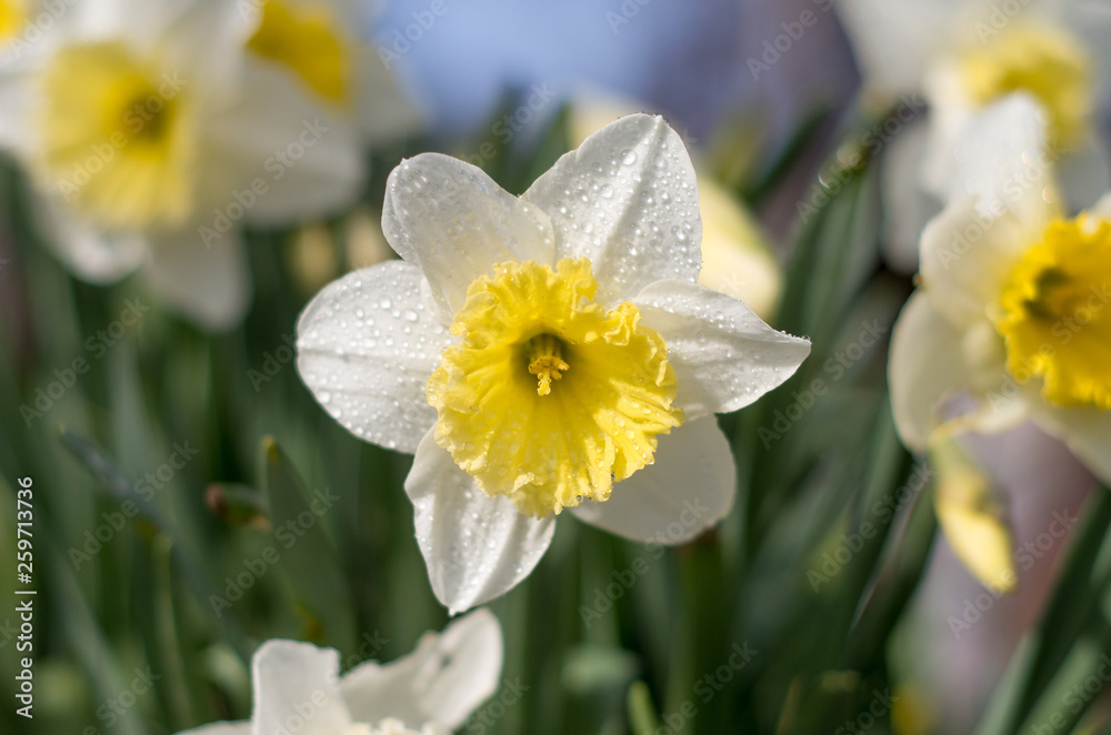 White daffodil (Narcissus)on green background. White daffodil (Narcissus)on green background.