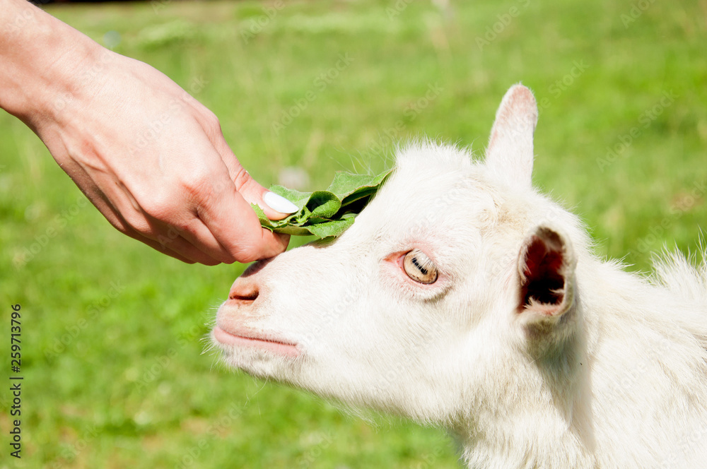girl feeding goat with herbs on farm girl feeding goat with herbs on farm