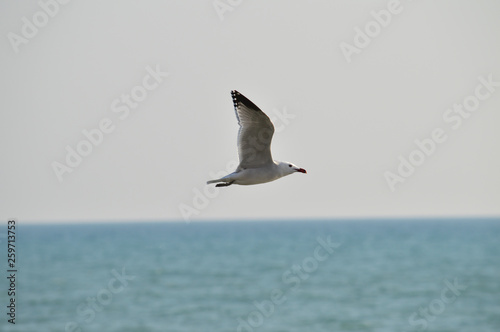 Close-up of a Beautiful Seagull, Nature, Seascape, Sicily, Italy, Europe © Simoncountry