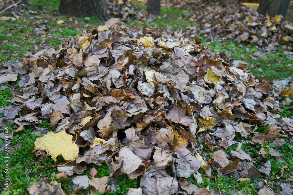 Autumn leaves background