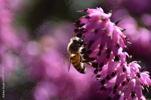 Schneeheide (Erica carnea) mit Insekt