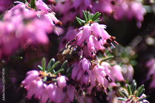 Schneeheide (Erica carnea) mit Insekt photo