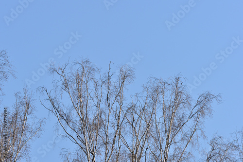 Crones of birches against the blue sky. Spring background
