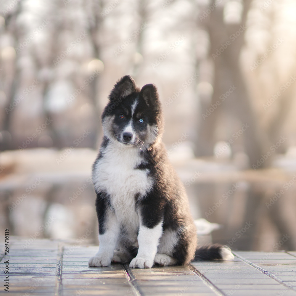 Yakutian Laika puppy outdoor Yakutian Laika puppy outdoor