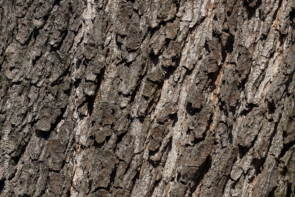 gray natural plant texture from dry bark on an oak tree