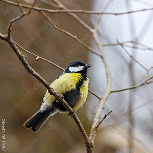 Great tit on a tree branch in early spring.